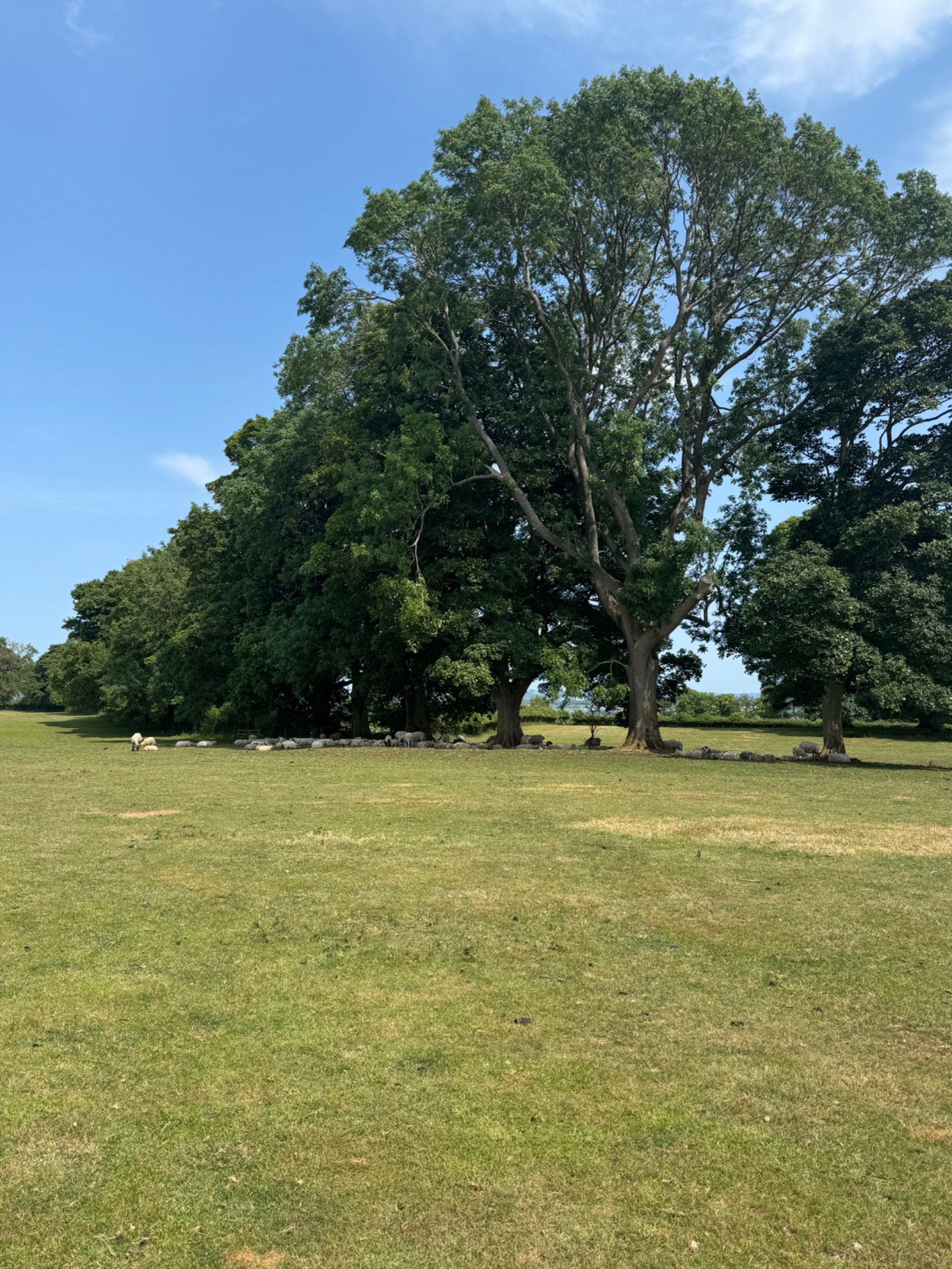 Cotswold trees and sheep